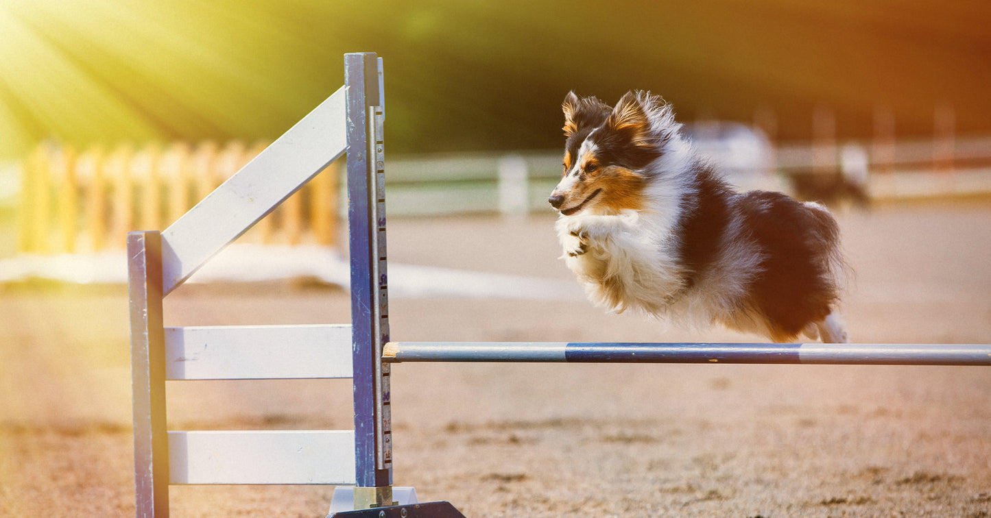 Microgate Dog Sports Timing