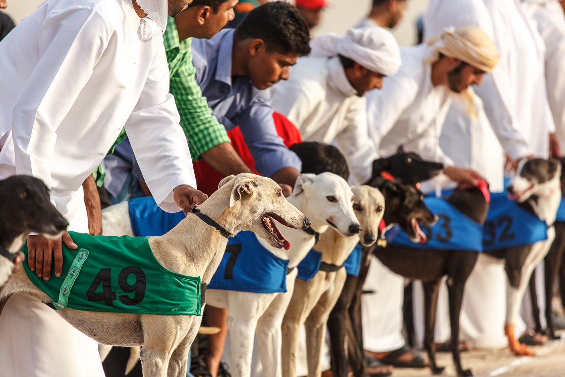 Microgate Dog Sports Timing